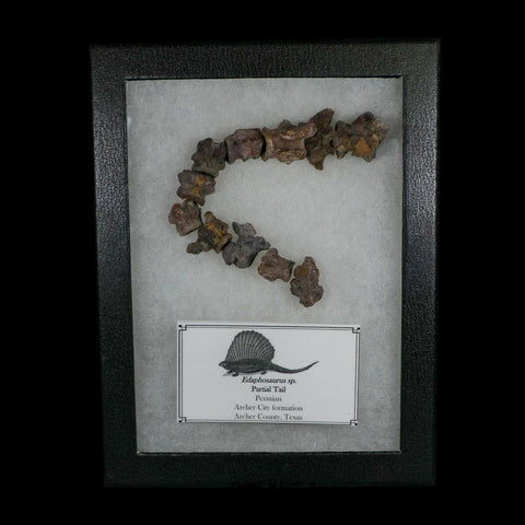 7" Edaphosaurus Tail Vertebrae's Bones Fossil Permian Age Archer County, Texas Display - Fossil Age Minerals