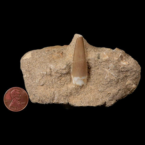 1.6" Plesiosaur Zarafasaura Tooth Fossil In Matrix Cretaceous Dinosaur Era COA - Fossil Age Minerals