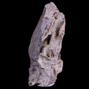 1.7" Tyrannosaurus Rex Fossil Bone Section Dinosaur Lance Creek FM Wyoming COA