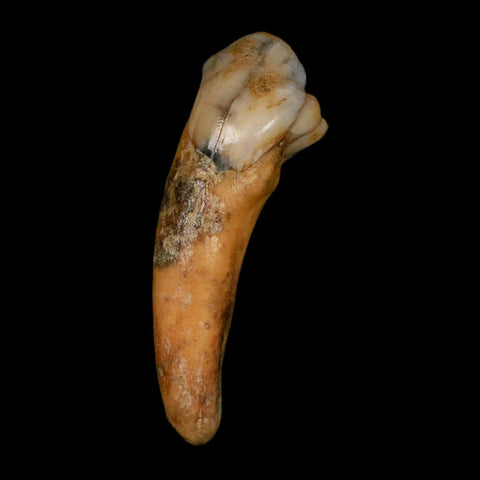 1.4" Extinct Cave Bear Ursus Spelaeus Incisor Tooth Rooted Pleistocene Age COA, Stand