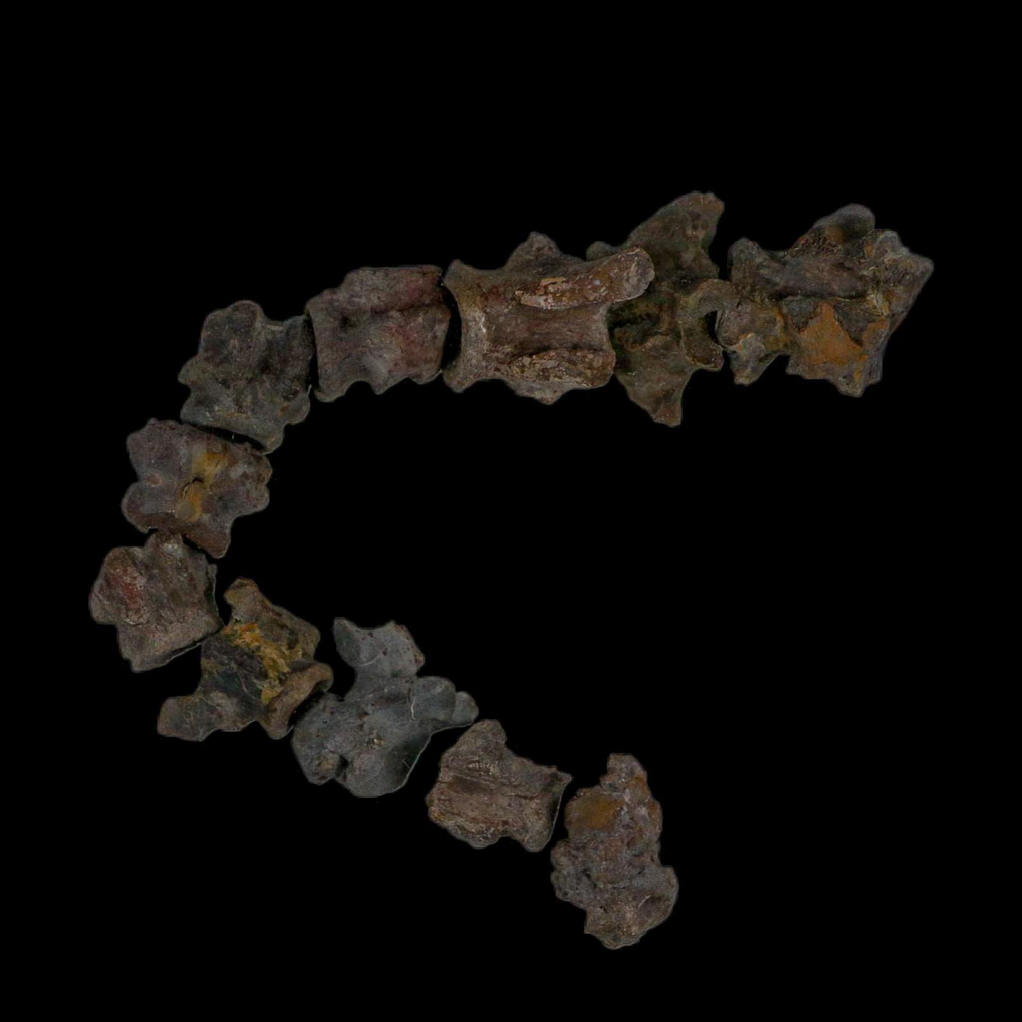 7" Edaphosaurus Tail Vertebrae's Bones Fossil Permian Age Archer County, Texas Display - Fossil Age Minerals