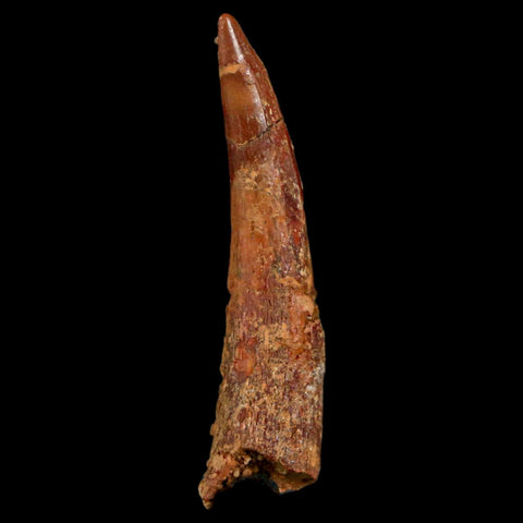 1.3" Pterosaur Coloborhynchus Fossil Tooth Upper Cretaceous Morocco COA, Display - Fossil Age Minerals
