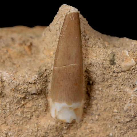 1.6" Plesiosaur Zarafasaura Tooth Fossil In Matrix Cretaceous Dinosaur Era COA - Fossil Age Minerals