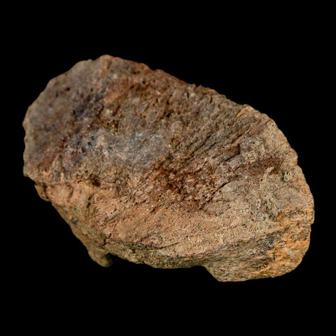 2" Pachycephalosaurus Dinosaur Skull Dome Fossil Lance Creek FM Wyoming COA - Fossil Age Minerals