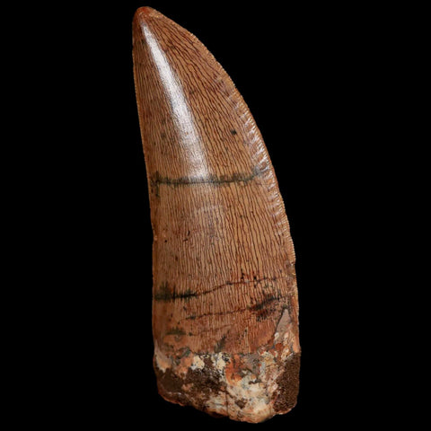 XL 3" Carcharodontosaurus Fossil Tooth Cretaceous Theropod Dinosaur Stand, COA - Fossil Age Minerals