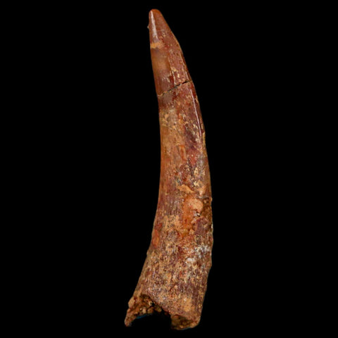1.3" Pterosaur Coloborhynchus Fossil Tooth Upper Cretaceous Morocco COA, Display - Fossil Age Minerals