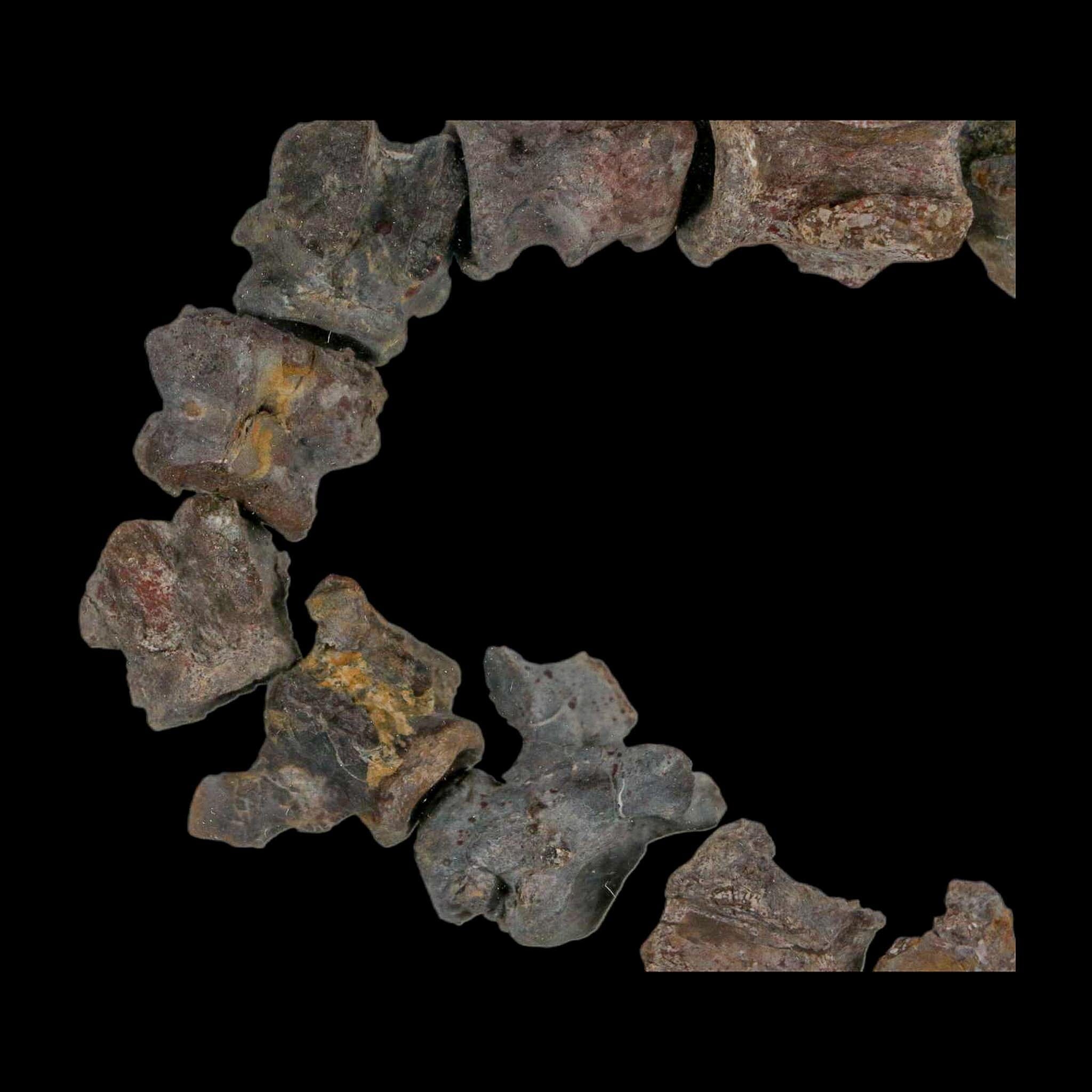 7" Edaphosaurus Tail Vertebrae's Bones Fossil Permian Age Archer County, Texas Display - Fossil Age Minerals