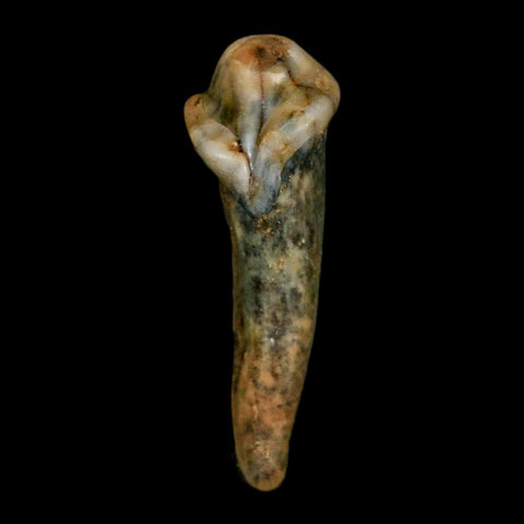 1.3" Extinct Cave Bear Ursus Spelaeus Incisor Tooth Rooted Pleistocene Age COA, Stand