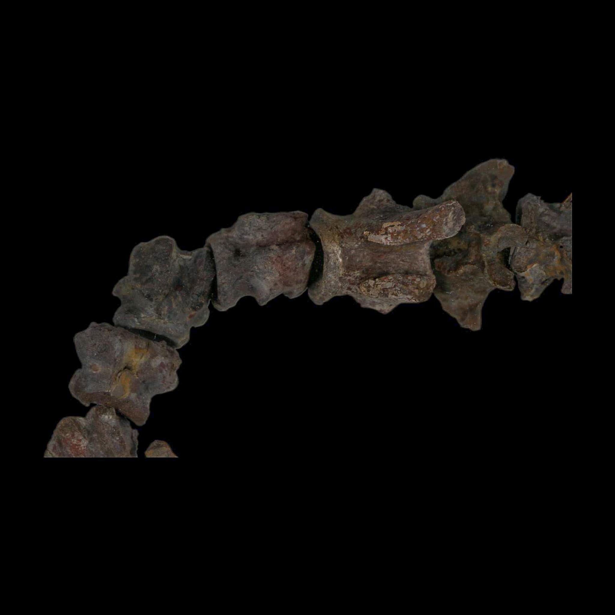 7" Edaphosaurus Tail Vertebrae's Bones Fossil Permian Age Archer County, Texas Display - Fossil Age Minerals