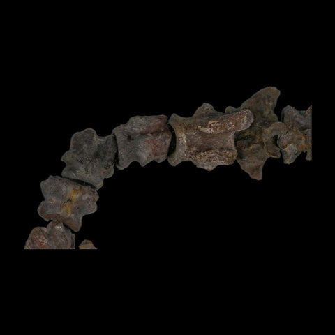 7" Edaphosaurus Tail Vertebrae's Bones Fossil Permian Age Archer County, Texas Display - Fossil Age Minerals