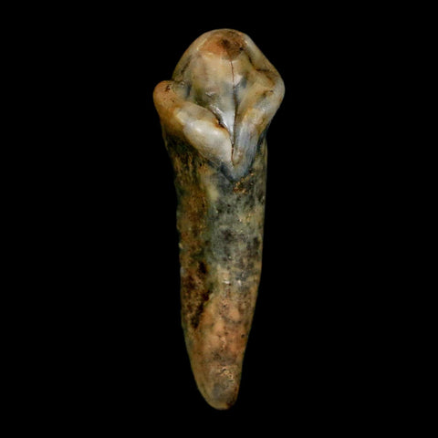 1.3" Extinct Cave Bear Ursus Spelaeus Incisor Tooth Rooted Pleistocene Age COA, Stand