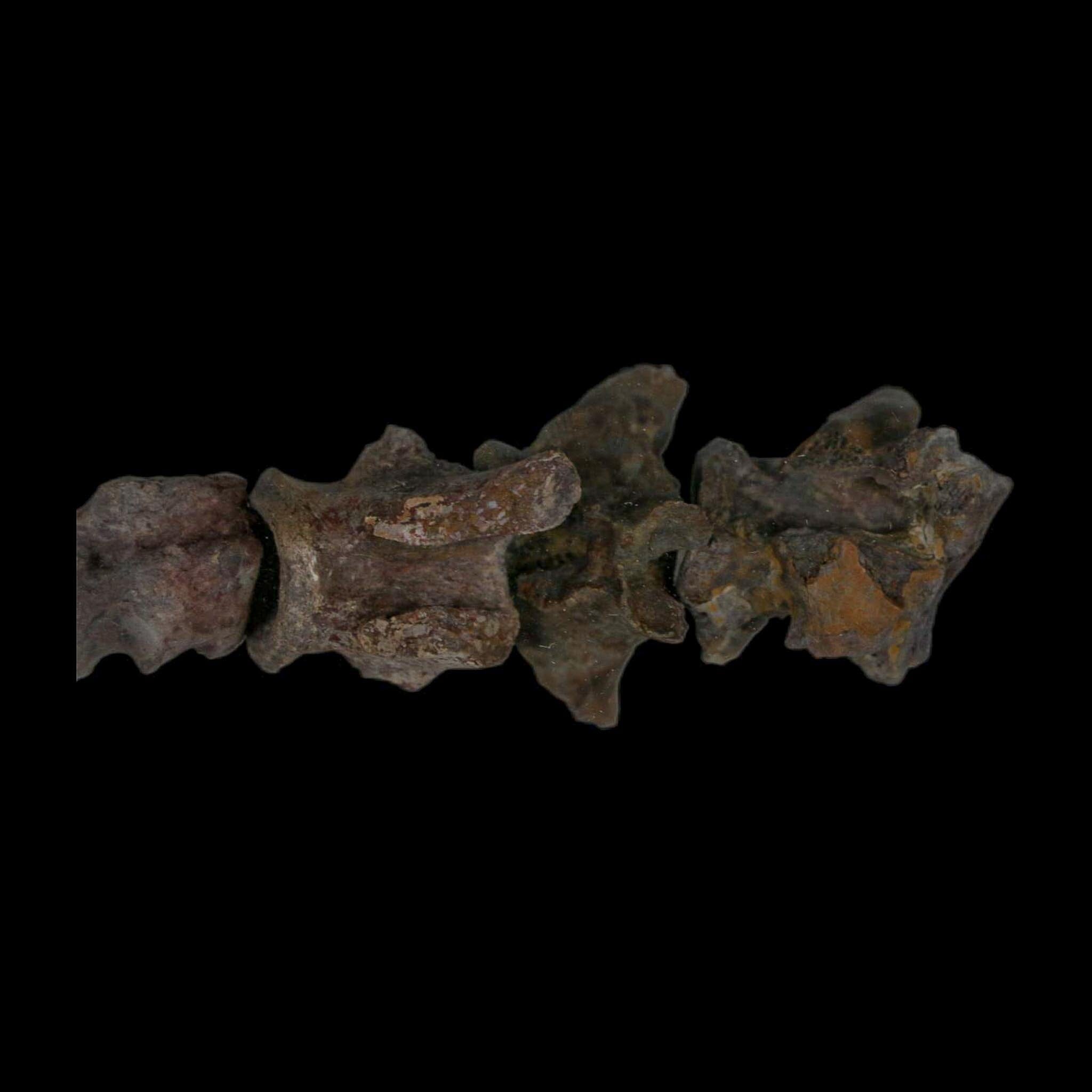 7" Edaphosaurus Tail Vertebrae's Bones Fossil Permian Age Archer County, Texas Display - Fossil Age Minerals