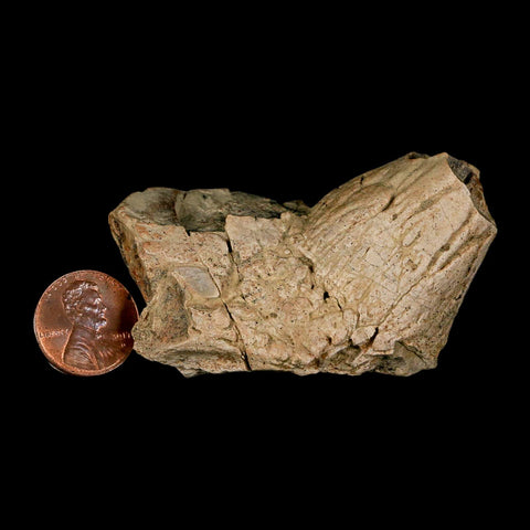 2.4" Pachycephalosaurus Dinosaur Skull Spike Knob Fossil Lance Creek FM WY COA - Fossil Age Minerals