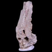 1.7" Tyrannosaurus Rex Fossil Bone Section Dinosaur Lance Creek FM Wyoming COA