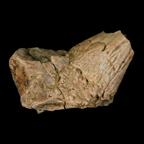 2.4" Pachycephalosaurus Dinosaur Skull Spike Knob Fossil Lance Creek FM WY COA - Fossil Age Minerals