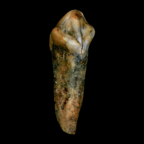 1.3" Extinct Cave Bear Ursus Spelaeus Incisor Tooth Rooted Pleistocene Age COA, Stand