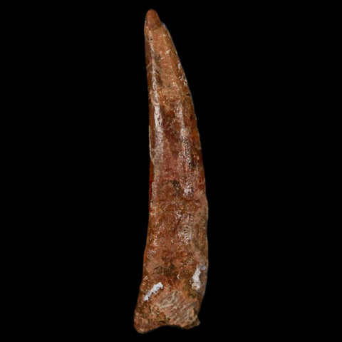1.3" Pterosaur Coloborhynchus Fossil Tooth Upper Cretaceous Morocco COA, Display - Fossil Age Minerals