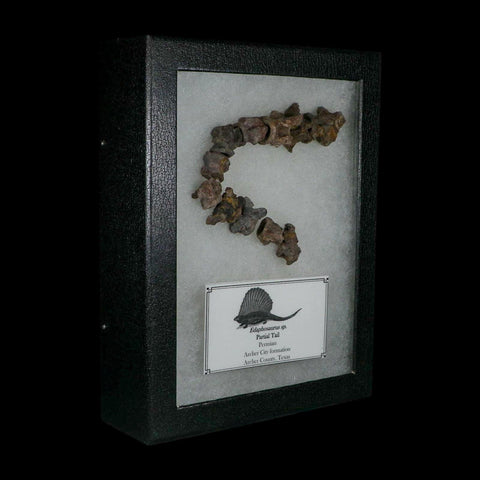 7" Edaphosaurus Tail Vertebrae's Bones Fossil Permian Age Archer County, Texas Display - Fossil Age Minerals