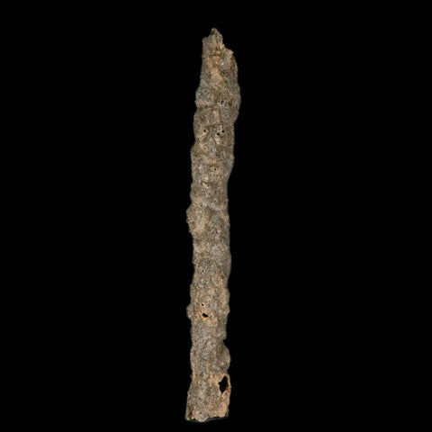 XXL 7.5" Fulgurite Petrified Lighting Strike Glass Sahara Desert Algeria - Fossil Age Minerals