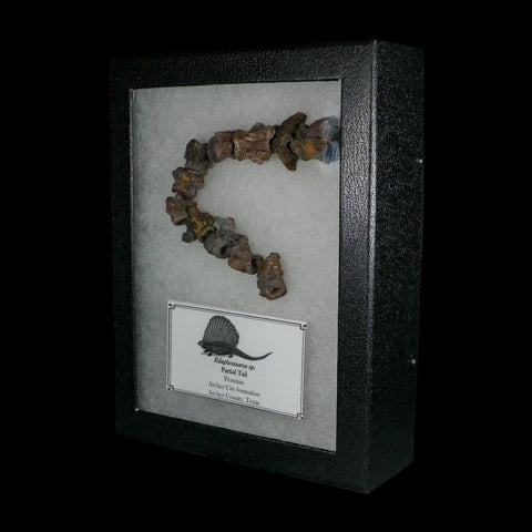 7" Edaphosaurus Tail Vertebrae's Bones Fossil Permian Age Archer County, Texas Display - Fossil Age Minerals