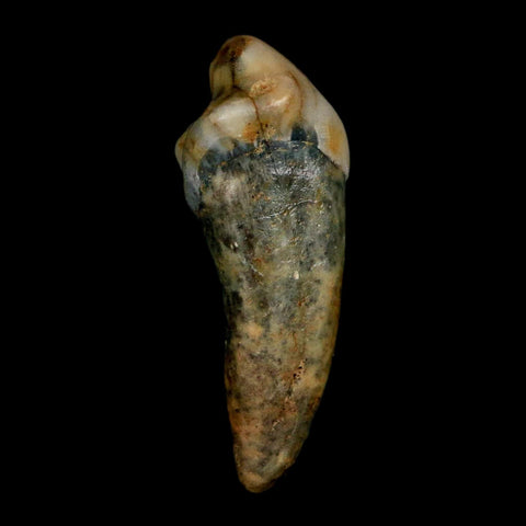 1.3" Extinct Cave Bear Ursus Spelaeus Incisor Tooth Rooted Pleistocene Age COA, Stand