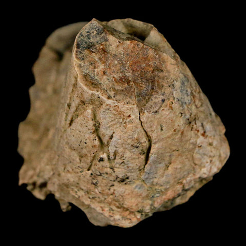 2.4" Pachycephalosaurus Dinosaur Skull Spike Knob Fossil Lance Creek FM WY COA - Fossil Age Minerals