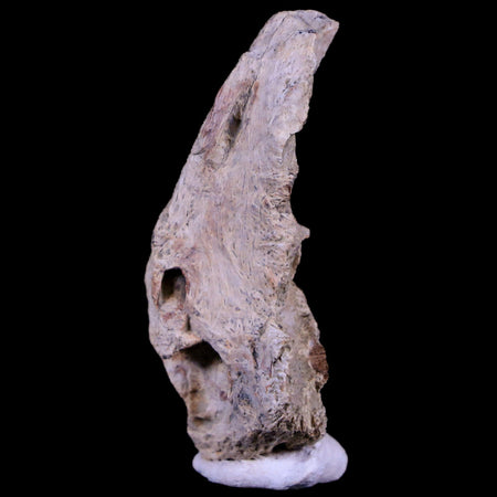 1.7" Tyrannosaurus Rex Fossil Bone Section Dinosaur Lance Creek FM Wyoming COA
