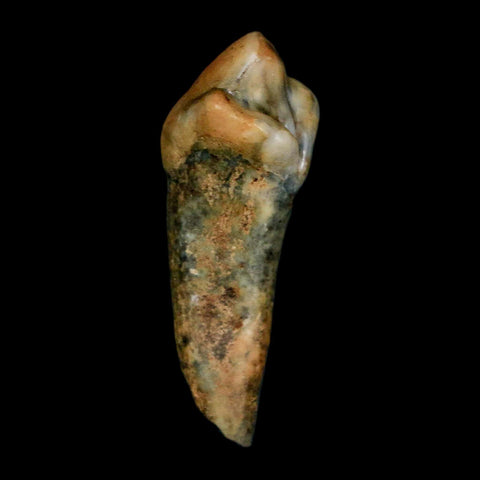 1.3" Extinct Cave Bear Ursus Spelaeus Incisor Tooth Rooted Pleistocene Age COA, Stand