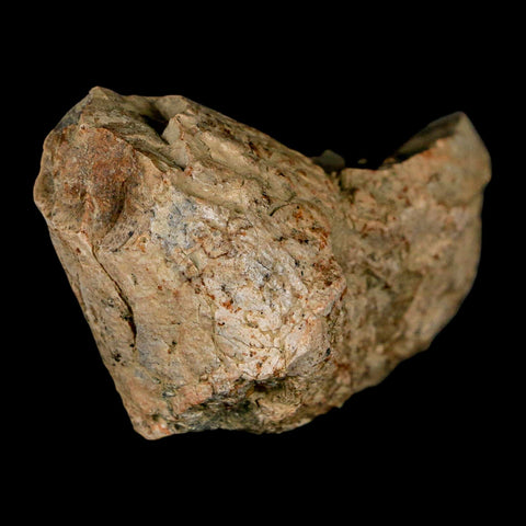 2.4" Pachycephalosaurus Dinosaur Skull Spike Knob Fossil Lance Creek FM WY COA - Fossil Age Minerals