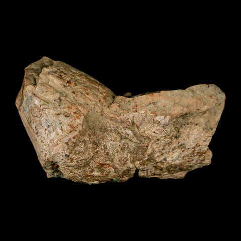 2.4" Pachycephalosaurus Dinosaur Skull Spike Knob Fossil Lance Creek FM WY COA - Fossil Age Minerals