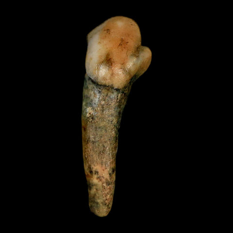 1.3" Extinct Cave Bear Ursus Spelaeus Incisor Tooth Rooted Pleistocene Age COA, Stand