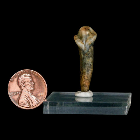 1.3" Extinct Cave Bear Ursus Spelaeus Incisor Tooth Rooted Pleistocene Age COA, Stand