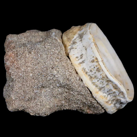 48MM Otodus Obliquus Shark Vertebrae Fossil Bone In Matrix Morocco COA - Fossil Age Minerals