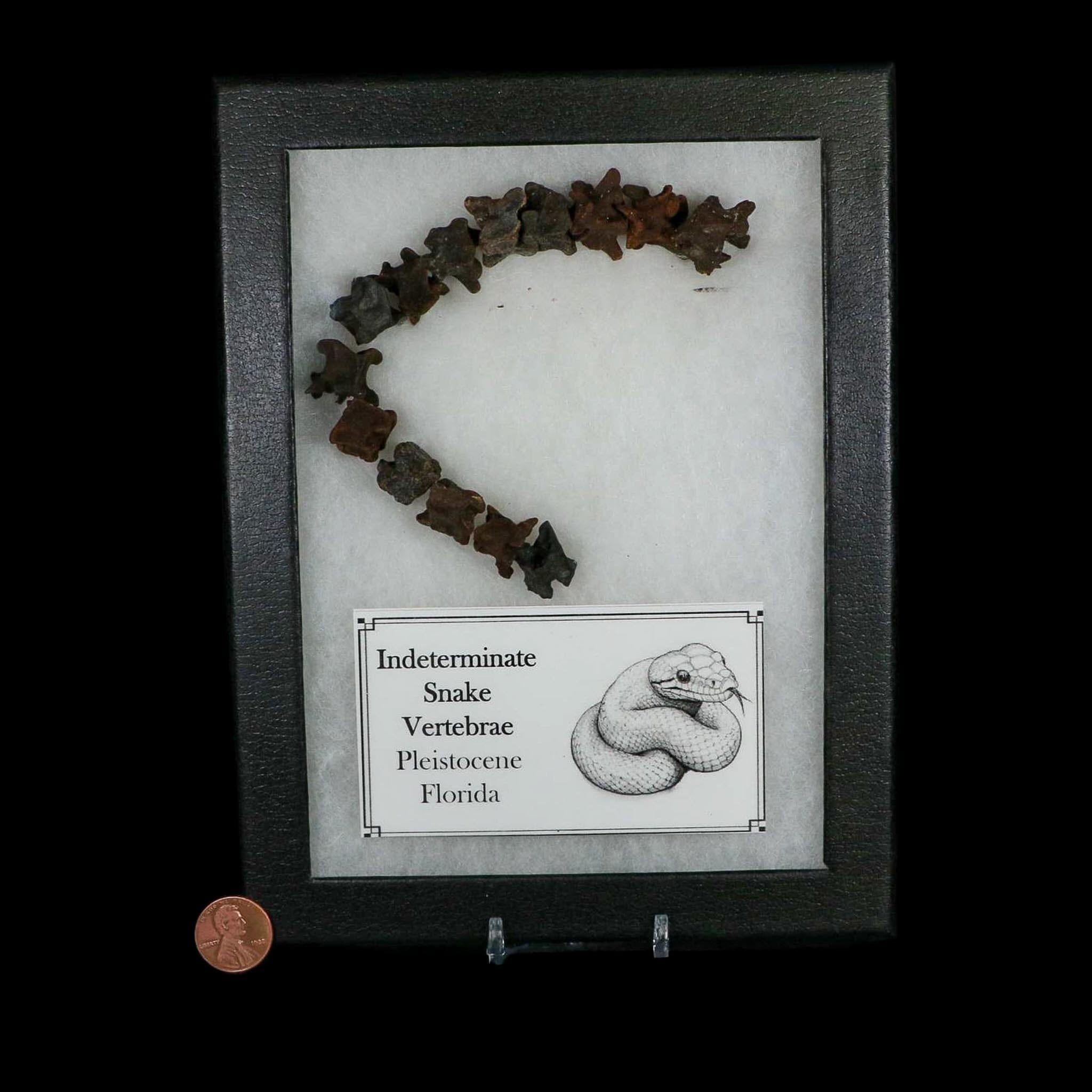 7.7" Indeterminate Snake Vertebrae Fossil Bones Pleistocene Age Florida - Fossil Age Minerals