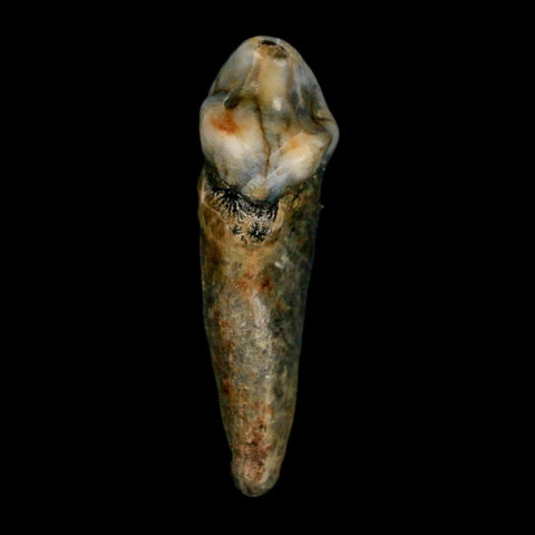 1.2" Extinct Cave Bear Ursus Spelaeus Incisor Tooth Rooted Pleistocene Age COA, Stand