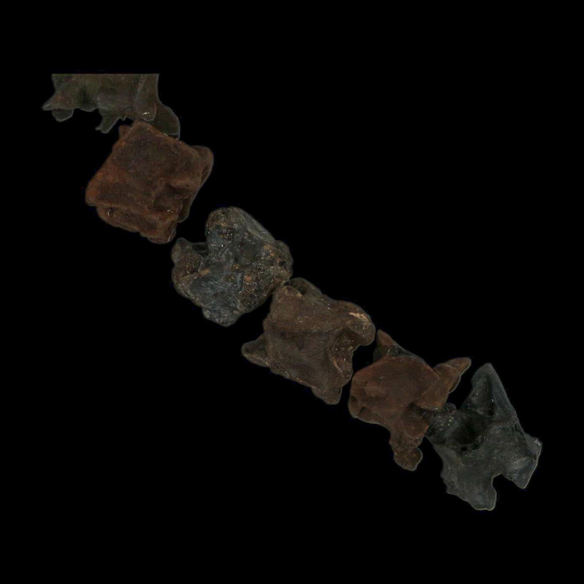 7.7" Indeterminate Snake Vertebrae Fossil Bones Pleistocene Age Florida - Fossil Age Minerals