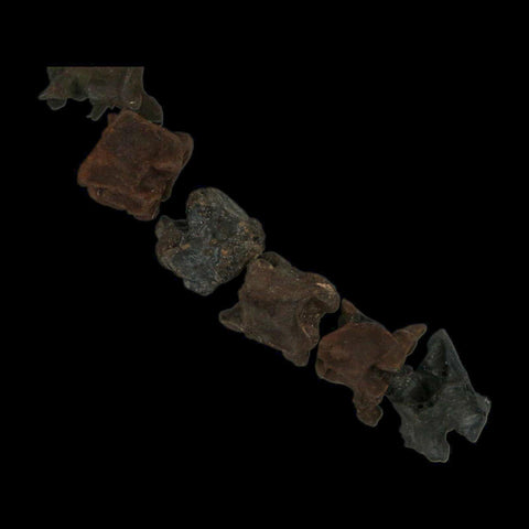 7.7" Indeterminate Snake Vertebrae Fossil Bones Pleistocene Age Florida - Fossil Age Minerals