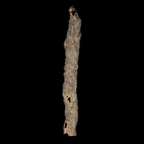 XXL 7.5" Fulgurite Petrified Lighting Strike Glass Sahara Desert Algeria - Fossil Age Minerals