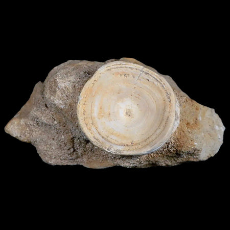 37MM Otodus Obliquus Shark Vertebrae Fossil Bone In Matrix Morocco COA