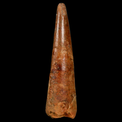 1.3" Pterosaur Coloborhynchus Fossil Tooth Upper Cretaceous Morocco COA, Display - Fossil Age Minerals