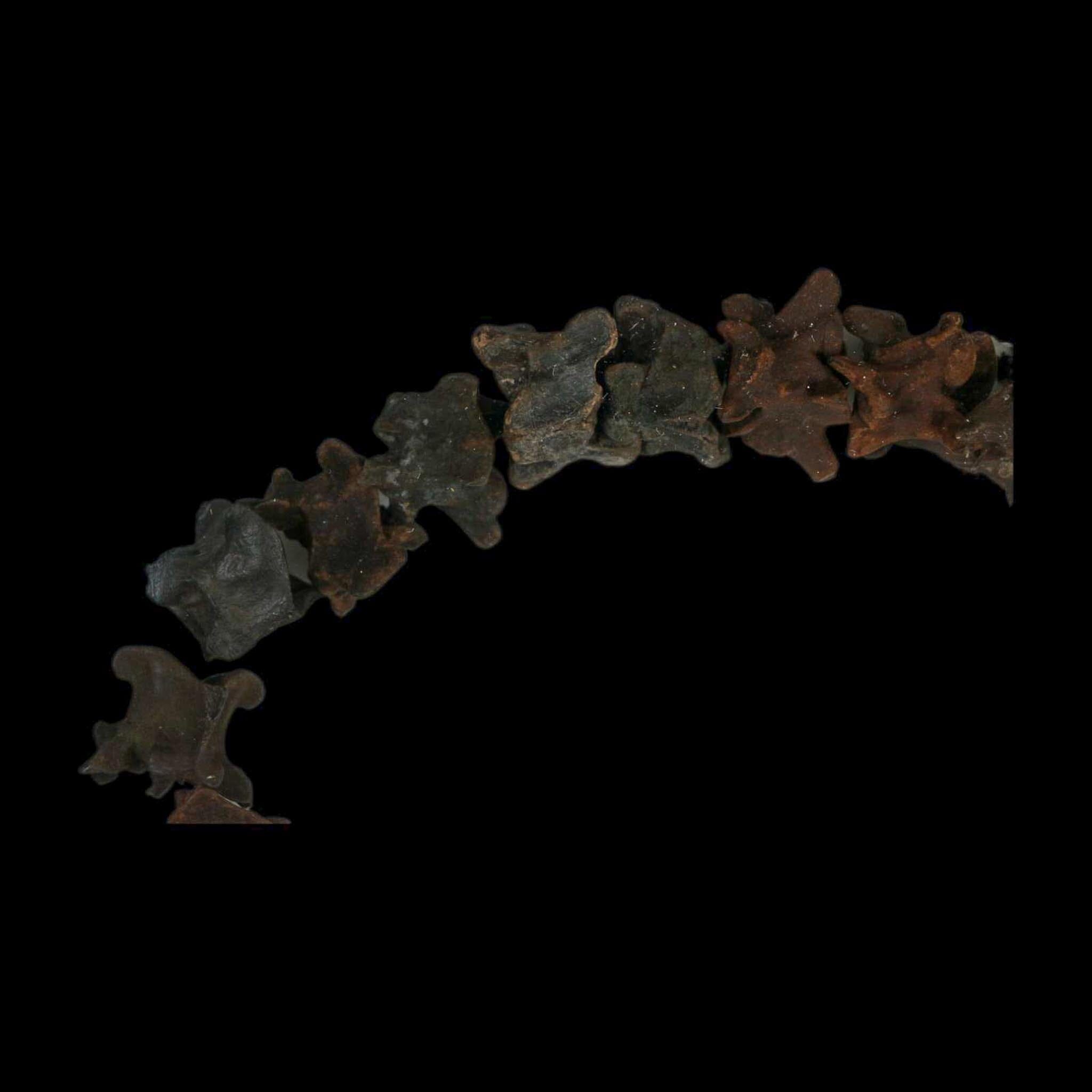 7.7" Indeterminate Snake Vertebrae Fossil Bones Pleistocene Age Florida - Fossil Age Minerals