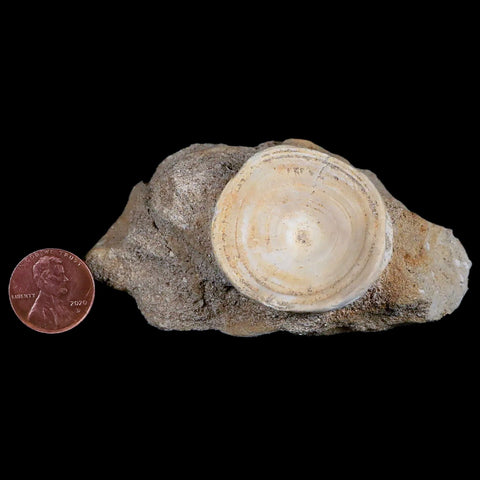 37MM Otodus Obliquus Shark Vertebrae Fossil Bone In Matrix Morocco COA - Fossil Age Minerals