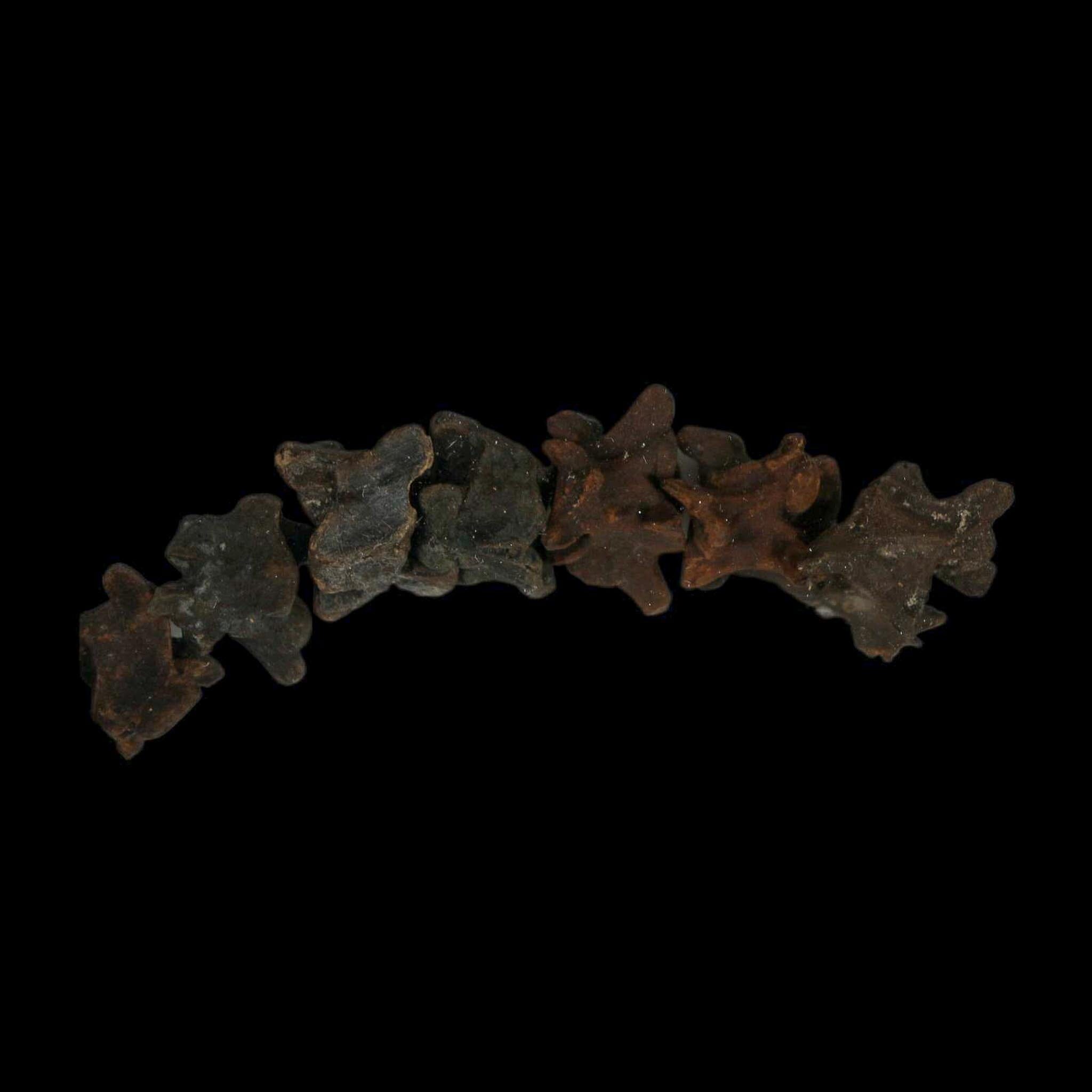 7.7" Indeterminate Snake Vertebrae Fossil Bones Pleistocene Age Florida - Fossil Age Minerals