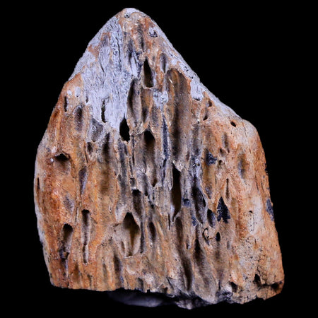 1.3" Tyrannosaurus Rex Fossil Bone Section Dinosaur Lance Creek FM Wyoming COA