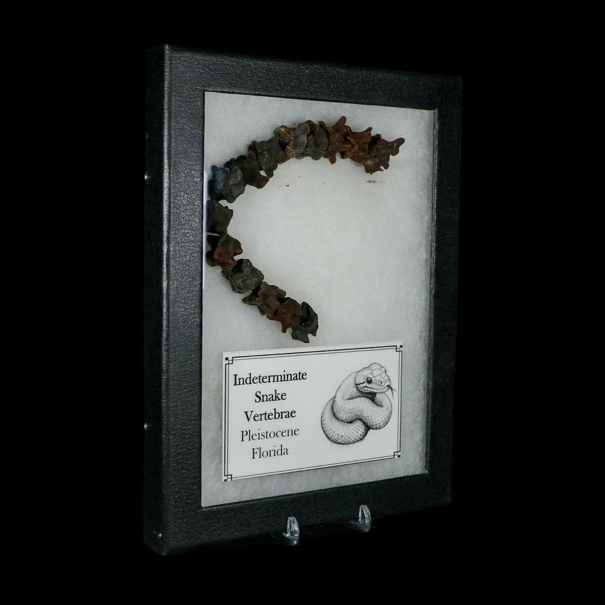 7.7" Indeterminate Snake Vertebrae Fossil Bones Pleistocene Age Florida - Fossil Age Minerals
