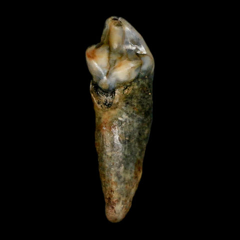 1.2" Extinct Cave Bear Ursus Spelaeus Incisor Tooth Rooted Pleistocene Age COA, Stand