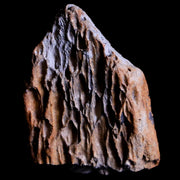 1.3" Tyrannosaurus Rex Fossil Bone Section Dinosaur Lance Creek FM Wyoming COA