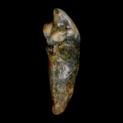 1.2" Extinct Cave Bear Ursus Spelaeus Incisor Tooth Rooted Pleistocene Age COA, Stand