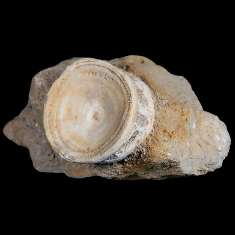 37MM Otodus Obliquus Shark Vertebrae Fossil Bone In Matrix Morocco COA - Fossil Age Minerals