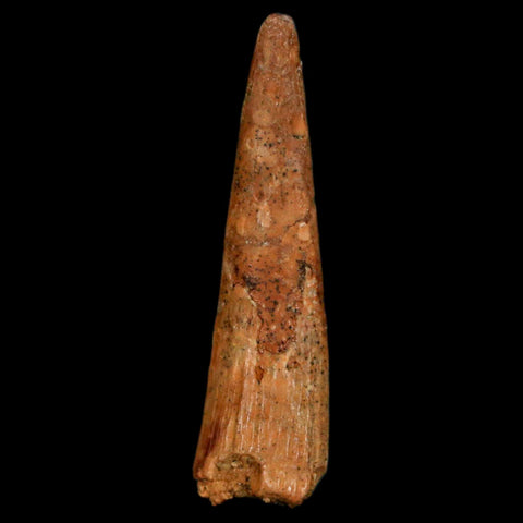 1.3" Pterosaur Coloborhynchus Fossil Tooth Upper Cretaceous Morocco COA, Display - Fossil Age Minerals